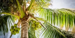 Ilustrasi Pohon Kelapa (Sumber: Pixabay)