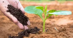 Ilustrasi Pupuk (Sumber: Getty Images/iStockphoto/Singkham)