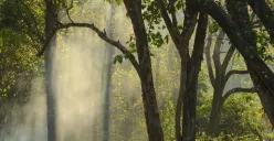 Sinar Matahari Pagi di Isau-Isau Wildlife Reserve (Sumber: Wikipedia.org | Foto: Taufankharis)