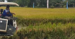Prajurit Korem 044/Garuda Dempo bersama petani menanam padi di lahan rakyat Sumatera Selatan sebagai bagian dari program ketahanan pangan nasional, Oktober 2025. (Sumber: Istimewa)
