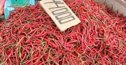 Cabai merah di salah satu pasar tradisional Kota Palembang. (Sumber: Istimewa)