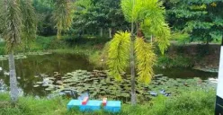 Taman Wisata Alam Gunung Ibul: Surga Hijau di Sumatera Selatan (Sumber: travelingmedan.com | Foto: Bara Lavasha)