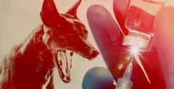 Ilustrasi Anjing Rabies (Sumber: Alodokter.com)