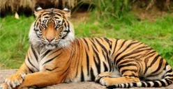 Satwa Endemik di Taman Nasional Sembilang: Pesona Keanekaragaman Hayati Sumatera Selatan (Sumber: pinterest.com | Foto: S Suryawan)