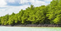 Illustrasi hutan Mangrove (Sumber: pinterest.com | Foto: Freepik)