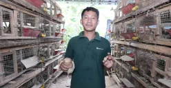 Budidaya Burung Puyuh Bangsal Pematang (Sumber: Istimewa)