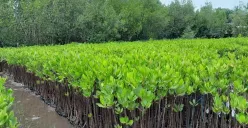 Ilustrasi - regenerasi hutan mangrove (Sumber: Istimewa)