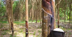 Ilustrasi Pohon Karet (Sumber: Istimewa)