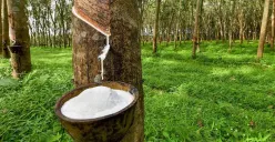 Ilustrasi (Sumber: Istimewa)