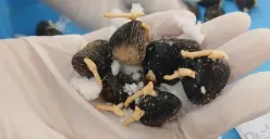 Benih Kelapa Sawit Sumsel (Sumber: Istimewa)