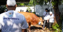 BNI Distribusikan 1.200 Hewan Kurban ke Berbagai Daerah Indonesia (Sumber: dok. BNI)