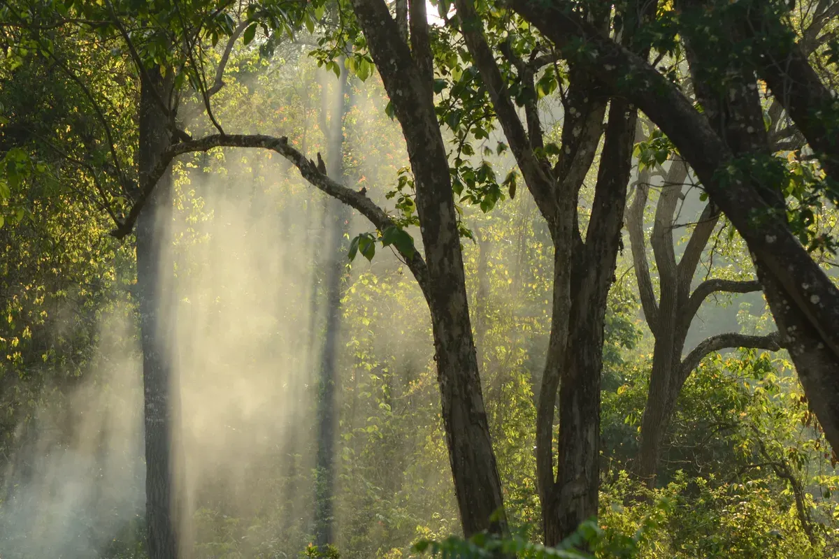 Sinar Matahari Pagi di Isau-Isau Wildlife Reserve (Sumber: Wikipedia.org | Foto: Taufankharis)