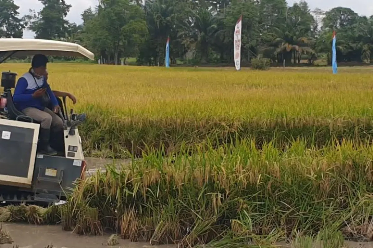 Prajurit Korem 044/Garuda Dempo bersama petani menanam padi di lahan rakyat Sumatera Selatan sebagai bagian dari program ketahanan pangan nasional, Oktober 2025. (Sumber: Istimewa)