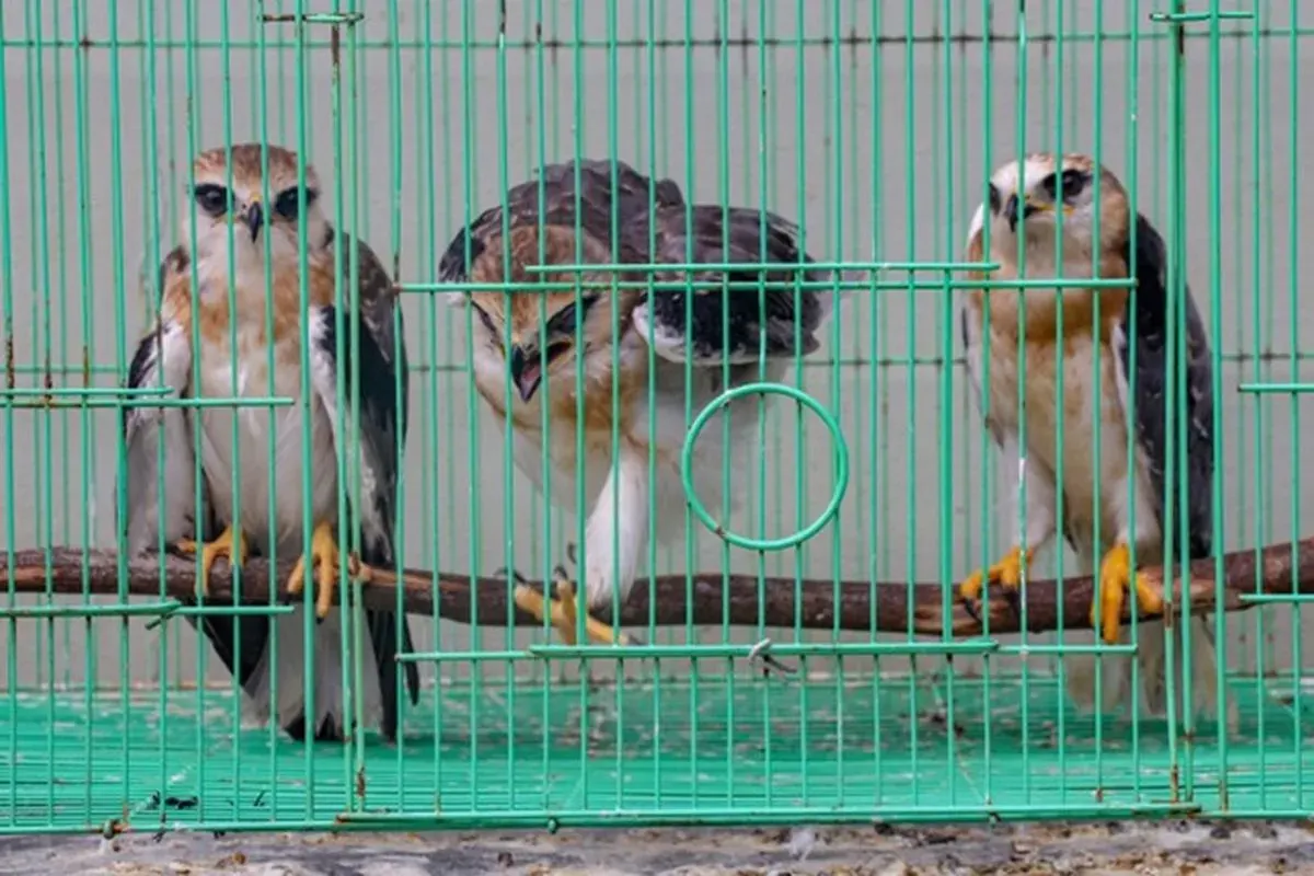 Burung Elang yang dilindungi (Sumber: Istimewa)