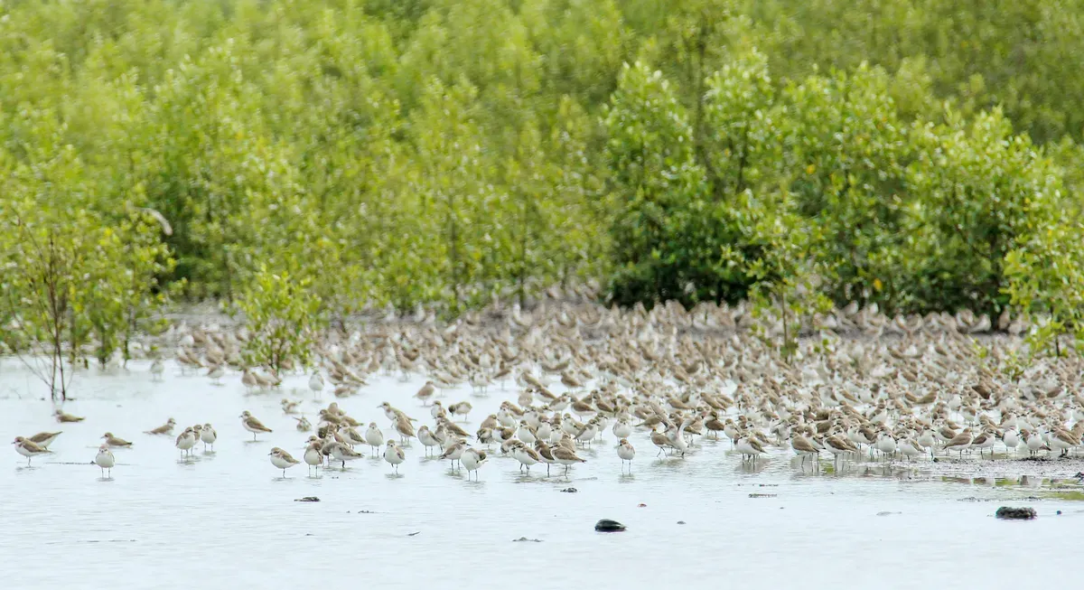 Taman Nasional Sembilang: Surga Mangrove dan Burung Migran (Sumber: Wikipedia.org | Foto: HARRY SANJAYA PUTRA)