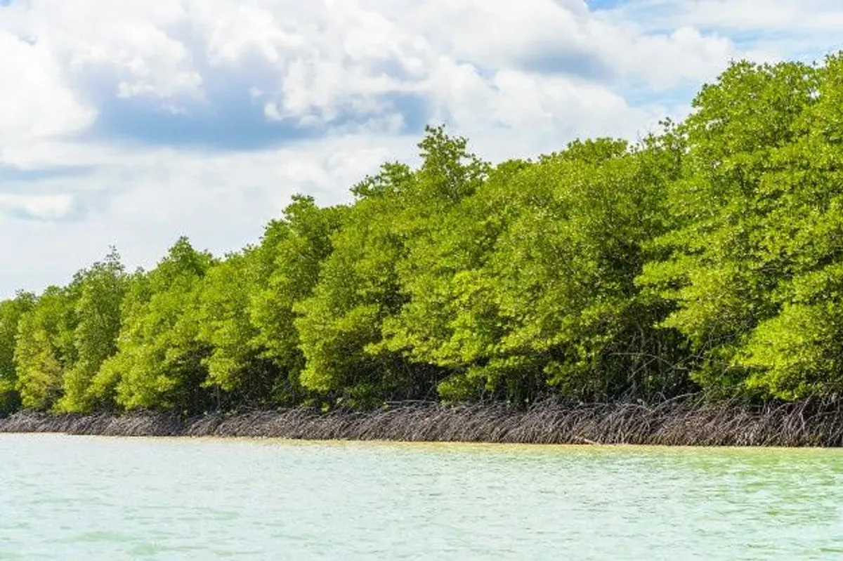 Illustrasi hutan Mangrove (Sumber: pinterest.com | Foto: Freepik)
