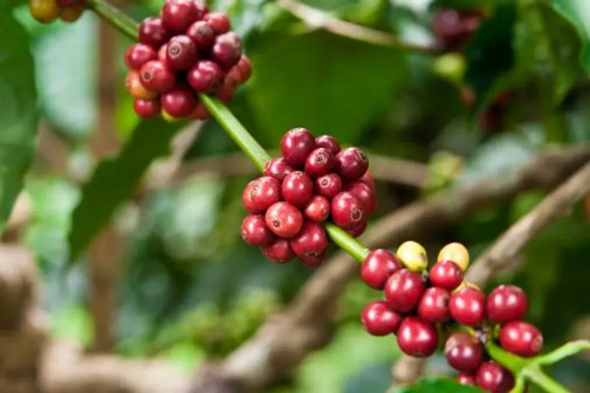 Inovasi Kopi Robusta Sumsel untuk Pasar Global (Sumber: google.com | Foto: gettyimages.com)