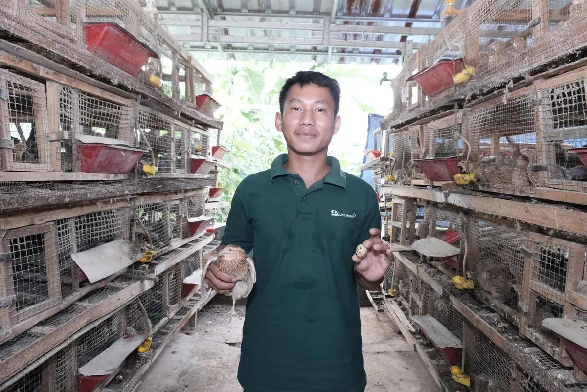 Budidaya Burung Puyuh Bangsal Pematang (Sumber: Istimewa)