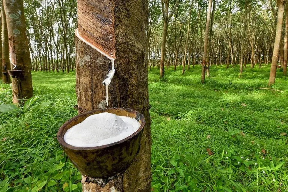 Ilustrasi (Sumber: Istimewa)