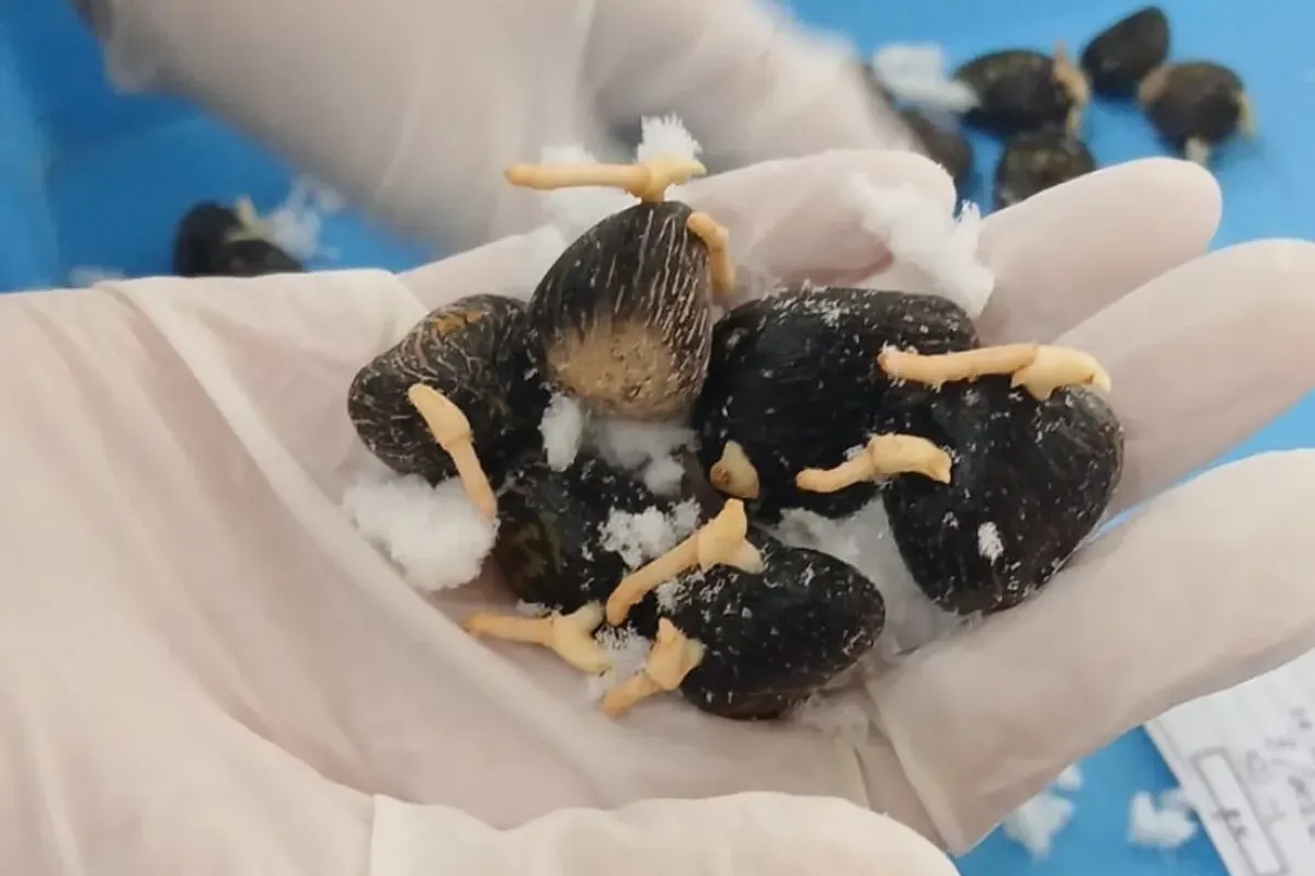 Benih Kelapa Sawit Sumsel (Sumber: Istimewa)